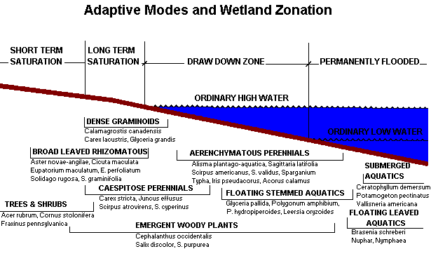 Adaptive modes and wetland zonation diagram